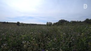 Травы травы