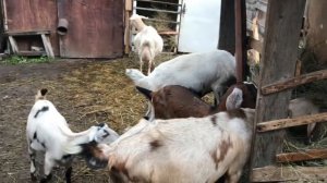 Кормление коз! Как Я… кормлю своих коз!