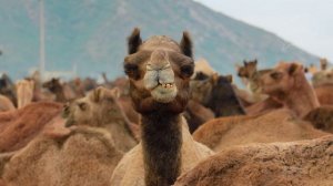 - Уже месяц прошел, а ты все с кислой рожей ходишь, настроение людям портишь