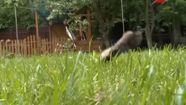 охота собачья работа