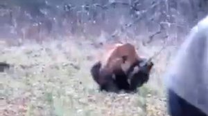 медведь порвал лайку!!!жесть!!!