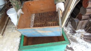 ИЗВЛЕЧЕНИЕ ПЕРГИ ИЗ ПЕРГОВЫХ СОТ. ПРОСТЕЙШИЙ СПОСОБ.???