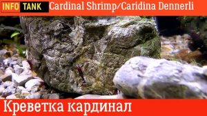 Креветка кардинал Cardinal Shrimp, Caridina Dennerli