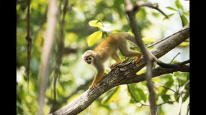 Суринам  История