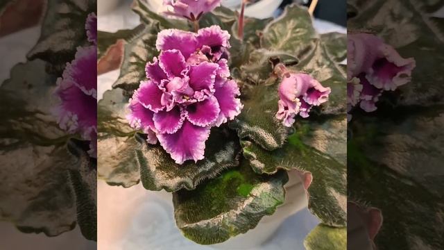 Фиалка - ЕК - Гранатовый Иней (Коршунова Е.) смотреть онлайн