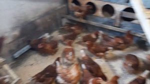 Ломан Браун ищу проблему яйценоскости