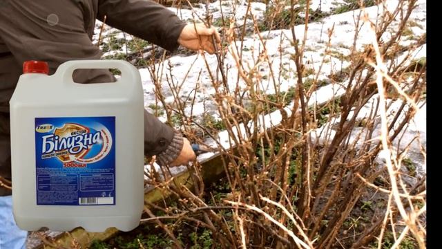 ЛЕЧЕБНО-ИСКОРЕНЯЮЩАЯ ОБРАБОТКА СМОРОДИНЫ,ДЕРЕВЬЕВ ВЕСНОЙ.ЕЩЕ В СССР ОБРАБАТЫВАЛИ ЭТИМ КОЛХОЗНЫЕ САД смотреть онлайн