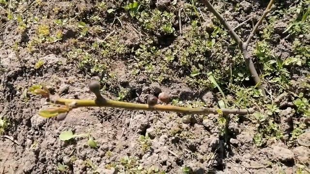 Весна на даче. Начало вегетации инжира. 23.05.21 смотреть онлайн