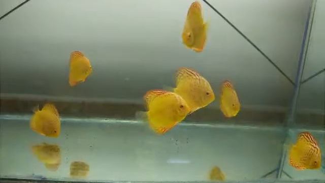 Albino Leopard & LSS смотреть онлайн