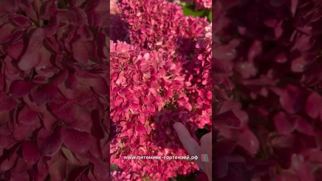 Гортензия метельчатая (Little Fraise или Little Fresco, Литл Фрейз или Литл Фреско. смотреть онлайн