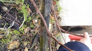 Как обрезать 3х и 4х летний куст винограда осенью.