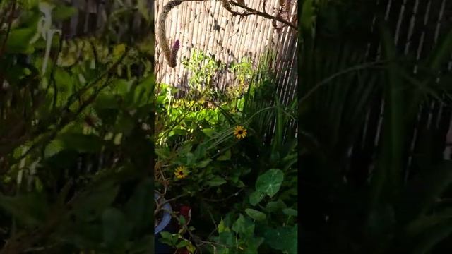 С праздником Троицы.Цветы дождались нас,перенесли жару стойко и снова радуют нас своей красотой??☀️ смотреть онлайн