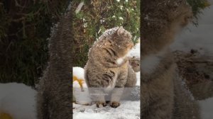 Разговор с котом. Сергей Плотов.