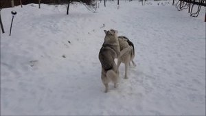 Свирепые хаски дерутся.