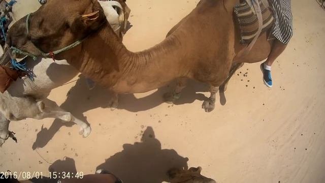 Сафари на верблюдах в пустыне Сахара - Sahara Desert