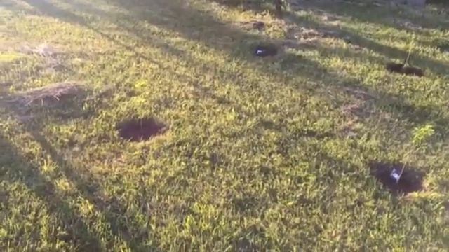 Carmine jewel and Juliet cherry bush planted in NWO смотреть онлайн