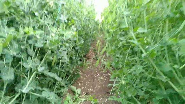 Гороховые джунгли, сбор гороха.