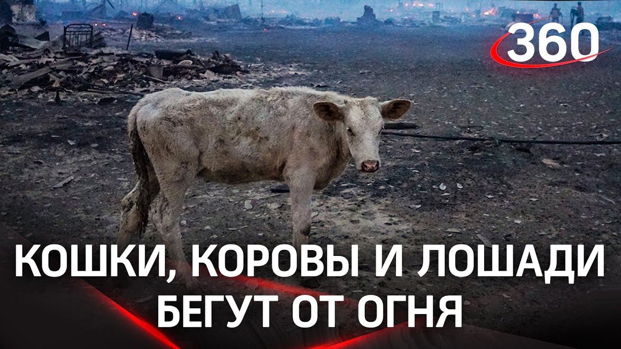 Обгоревшие кошки и голодные коровы – в Якутии животные спасаются от пожаров. А люди им помогают