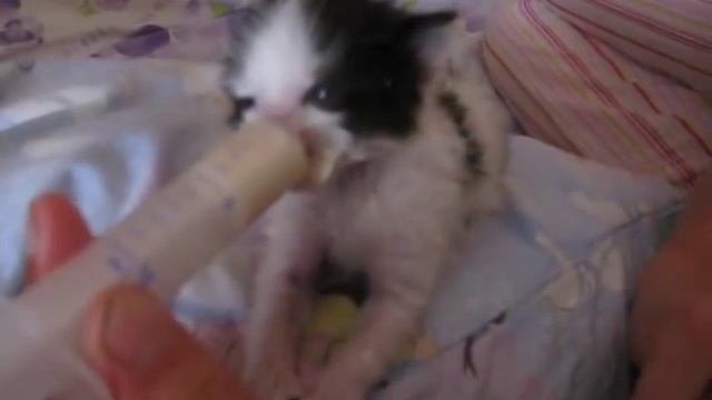 Как кормить котёнка без кошки смотреть онлайн