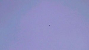 Сокол Сапсан жёстко атакует моих голубей/Falcon Peregrinus attacks pigeons