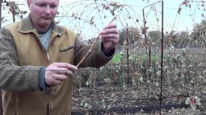 Особенности посадки привитых саженцев