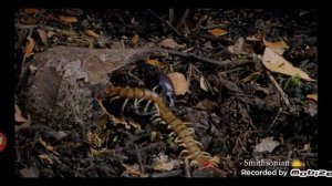 скорпион в деле скорпион против сольпуги тарантула сколопендры чёрной вдовы краба ежа и землеройки