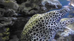 Агрессивные аквариумные рыбы, Леопардовая мурена, Gymnothorax favagineus, Мурены в Египте