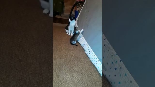 Mama Cat smacks Kitten and Walks Off