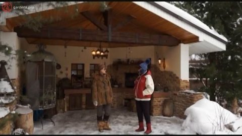 Растения с зимней декоративностью