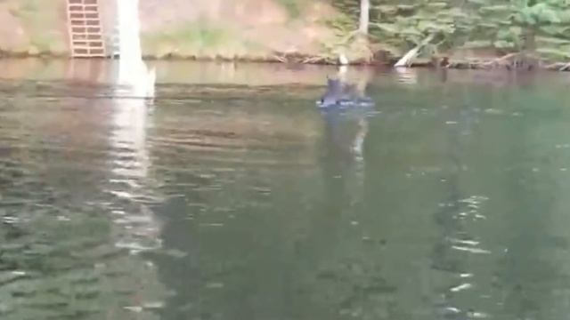 Медведица плывет с медвежатами! смотреть онлайн