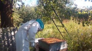Проверяем пчел.осмотр улья.жизнь пчел. Я и пчелы.