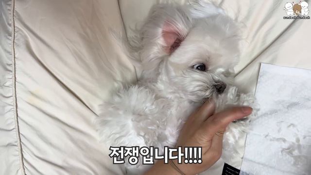 말티즈, 비숑, 푸들의  완전히 다른 성격 ㅋㅋㅋ (강아지 발바닥 털 미용 )