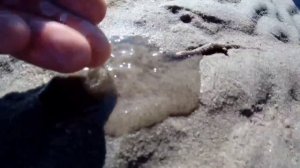 Морской червь " ПЕСКОЖИЛ " на дне Белого моря !