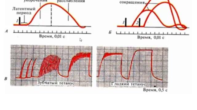 Мышцы