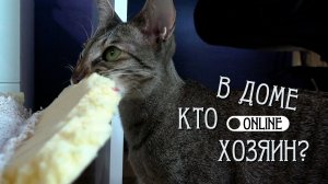 КОШКА ЕСТ НЕСЪЕДОБНЫЕ ПРЕДМЕТЫ