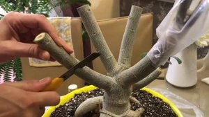 ПРИВИВКА И ОБРЕЗКА АДЕНИУМА - МЫ ЗАЦВЕЛИ