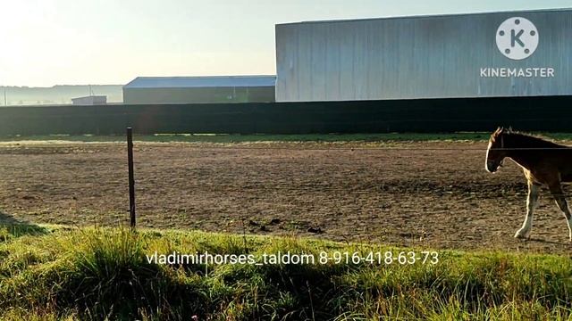 Чистопородный Владимирский жер 2023 гр Штопор, рождён у  А.Ю. Ваваева, Документы ВНИИК, микрочип