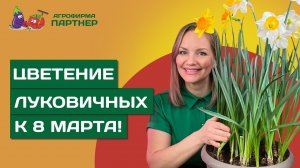 КАК ДОБИТЬСЯ ПЫШНОГО ЦВЕТЕНИЯ ПРИ ВЫГОНКЕ ЛУКОВИЧНЫХ