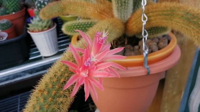 Cleistocactus winteri/Rats Tail Cactus - Flowering in greenhouse (end of Summer flowers) 2019 смотреть онлайн