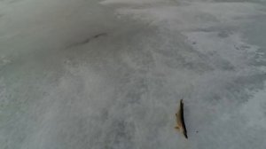 Ловля щуки зимой (щука на жерлицы)