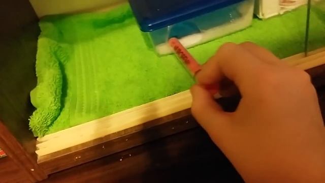Что едят ящерицы