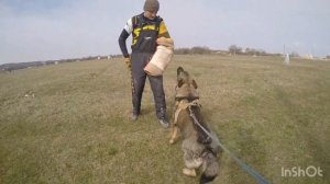 Рабочая немецкая овчарка зонарного окраса и дети/Нянька для ребенка, преданный друг и охранник!
