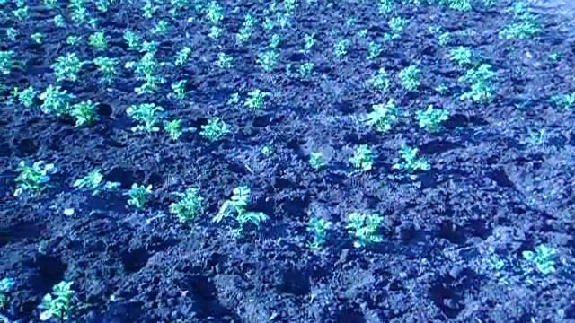 Прополка картофеля мотокультиватором  Крот  1