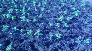 Прополка картофеля мотокультиватором  Крот  1