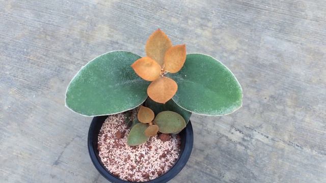 || KALANCHOE ORGYALIS || COPPER SPOONS || SUCCULENT CARE TIPS || смотреть онлайн