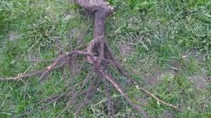 Как пересадить взрослый куст РОЗЫ. 29.04.2022.