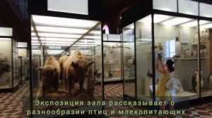 Зоологический музей в Москве