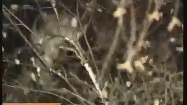 Спасение кота Барсика в Нижнем Новгороде