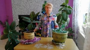 Фикус каучуконосный - хранитель уюта