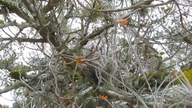 Cravo Do Mato (Tillandsia Crocata)
